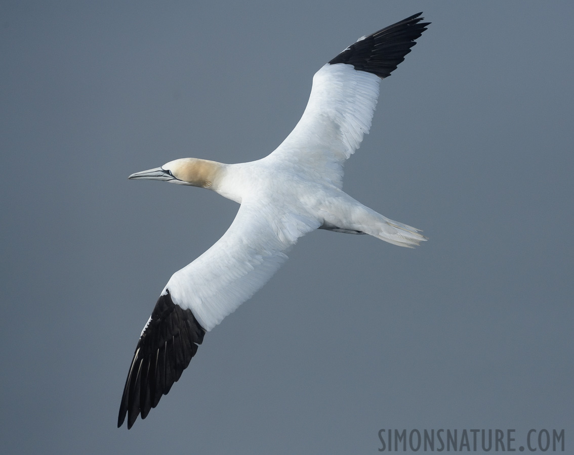 Morus bassanus [400 mm, 1/6400 Sek. bei f / 8.0, ISO 1600]